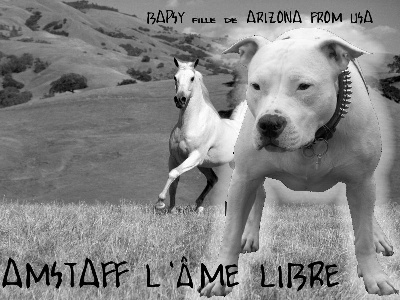 Ame Staff Dogz - BAPSY & WHITE HORSE