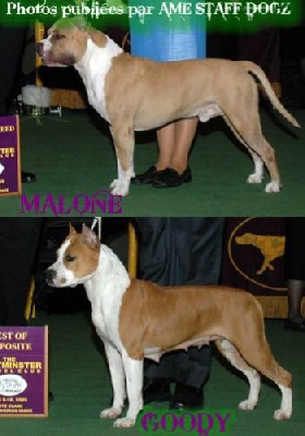 Ame Staff Dogz - WESTMINSTER NY 2009 WINNERS