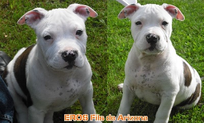 Ame Staff Dogz - EROS fils de Arizona